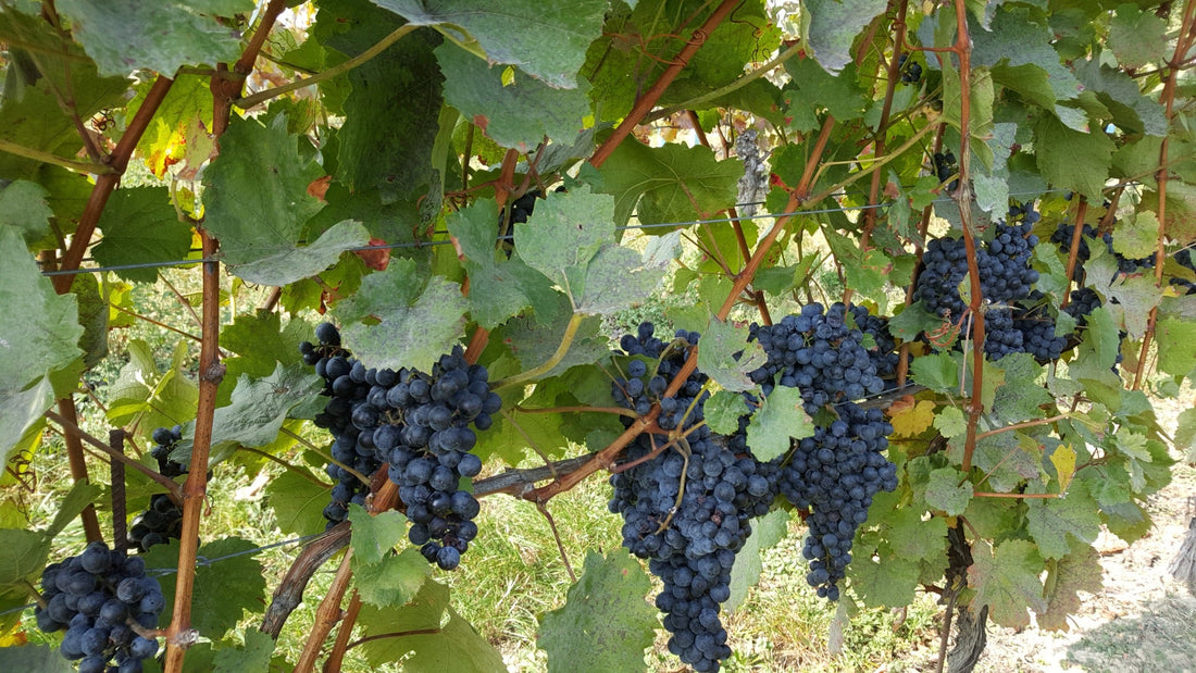Reife Blaufränkisch-Trauben im Weingarten in Lutzmannsburg